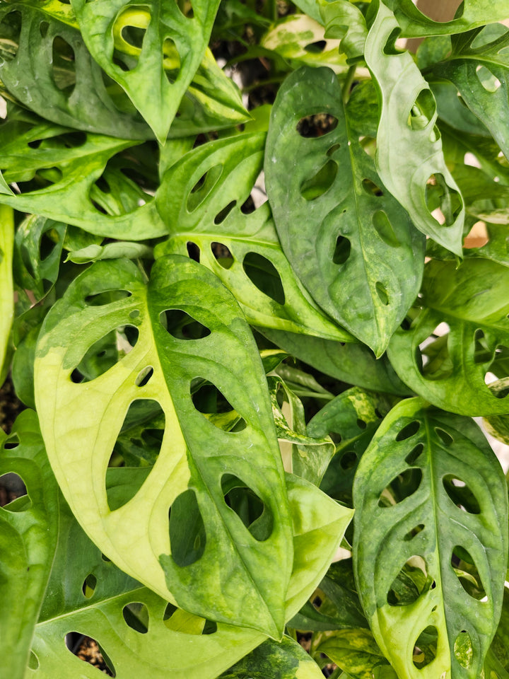 Monstera Adansonii Aurea (3in)- Growers Choice