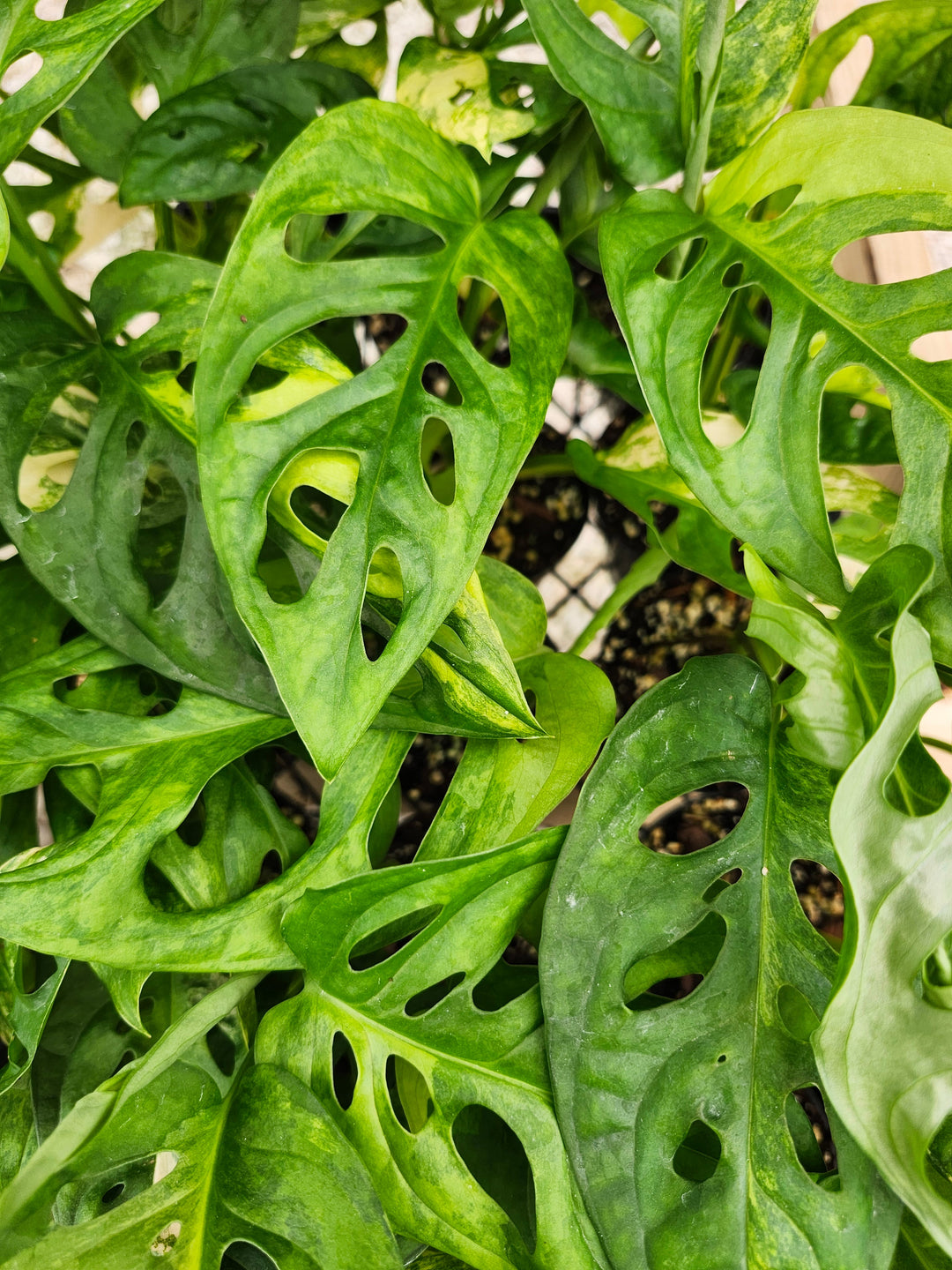 Monstera Adansonii Aurea (3in)- Growers Choice