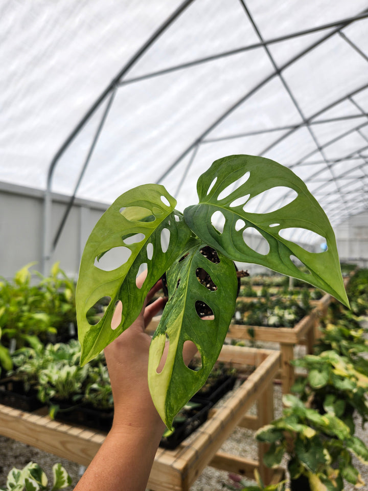 Monstera Adansonii Aurea (3in)- Growers Choice