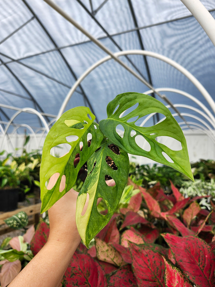 Monstera Adansonii Aurea (3in)- Growers Choice