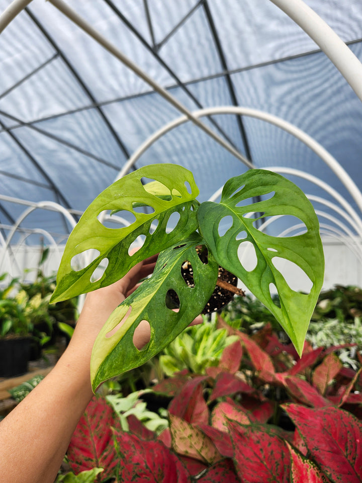 Monstera Adansonii Aurea (3in)- Growers Choice
