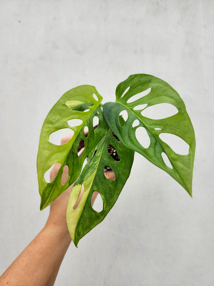 Monstera Adansonii Aurea (3in)- Growers Choice