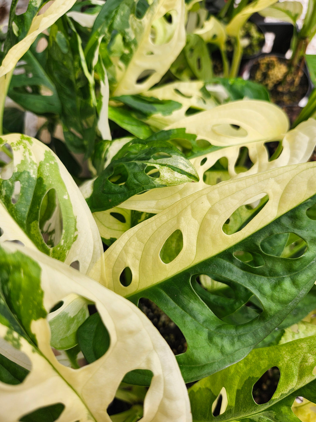Monstera Adansonii Albo (3in)- Growers Choice