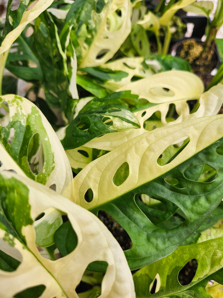 Monstera Adansonii Albo (3in)- Growers Choice