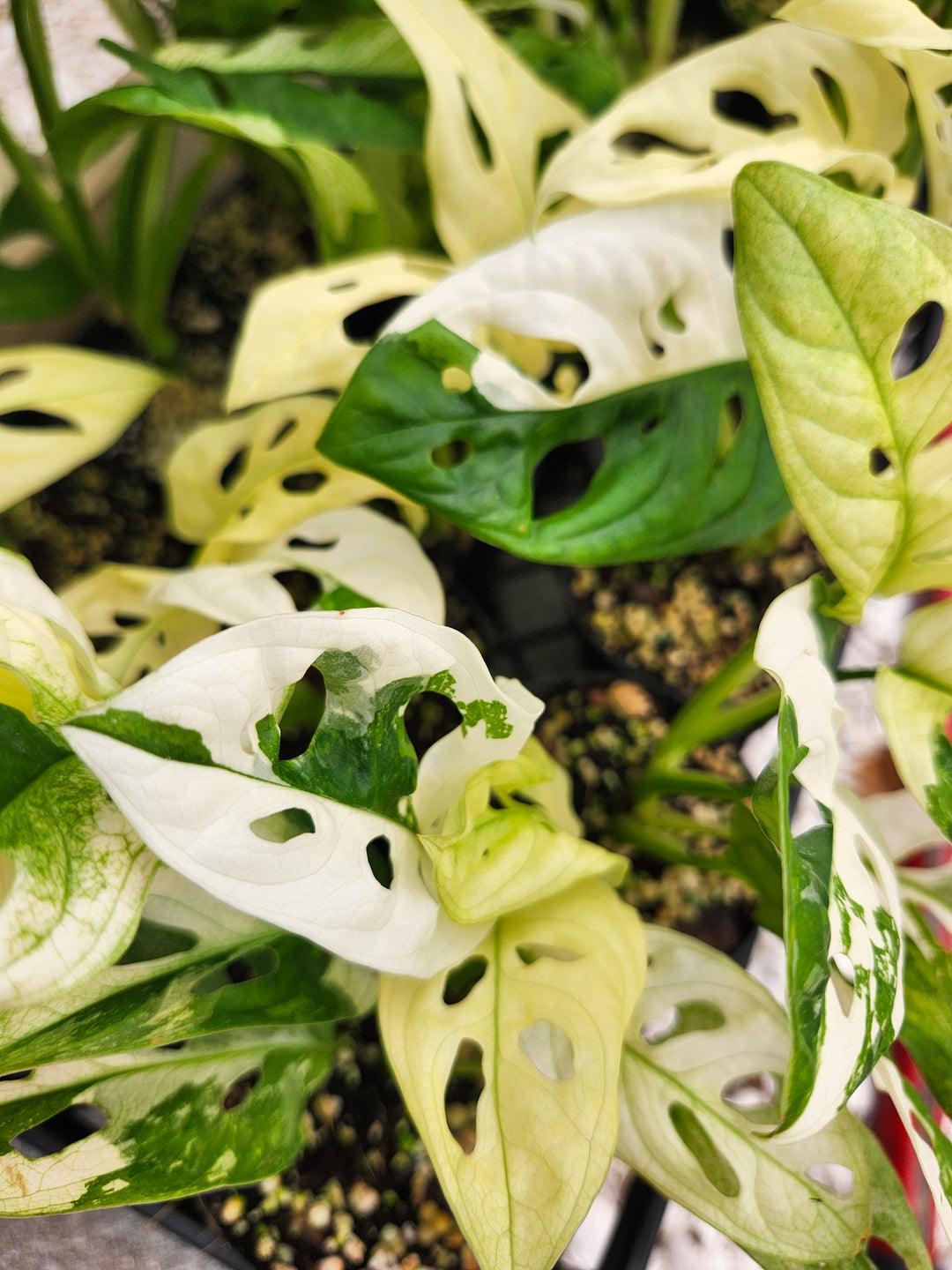 Monstera Adansonii Albo (3in)- Growers Choice