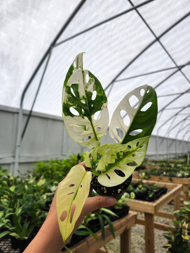 Monstera Adansonii Albo (3in)- Growers Choice