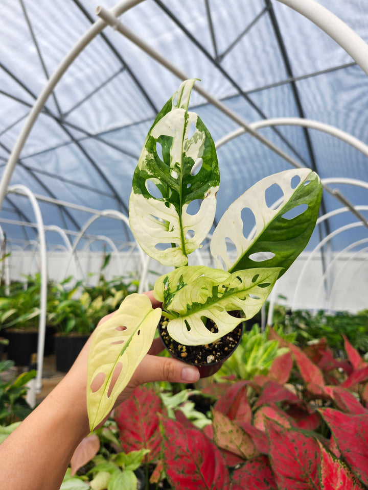 Monstera Adansonii Albo (3in)- Growers Choice