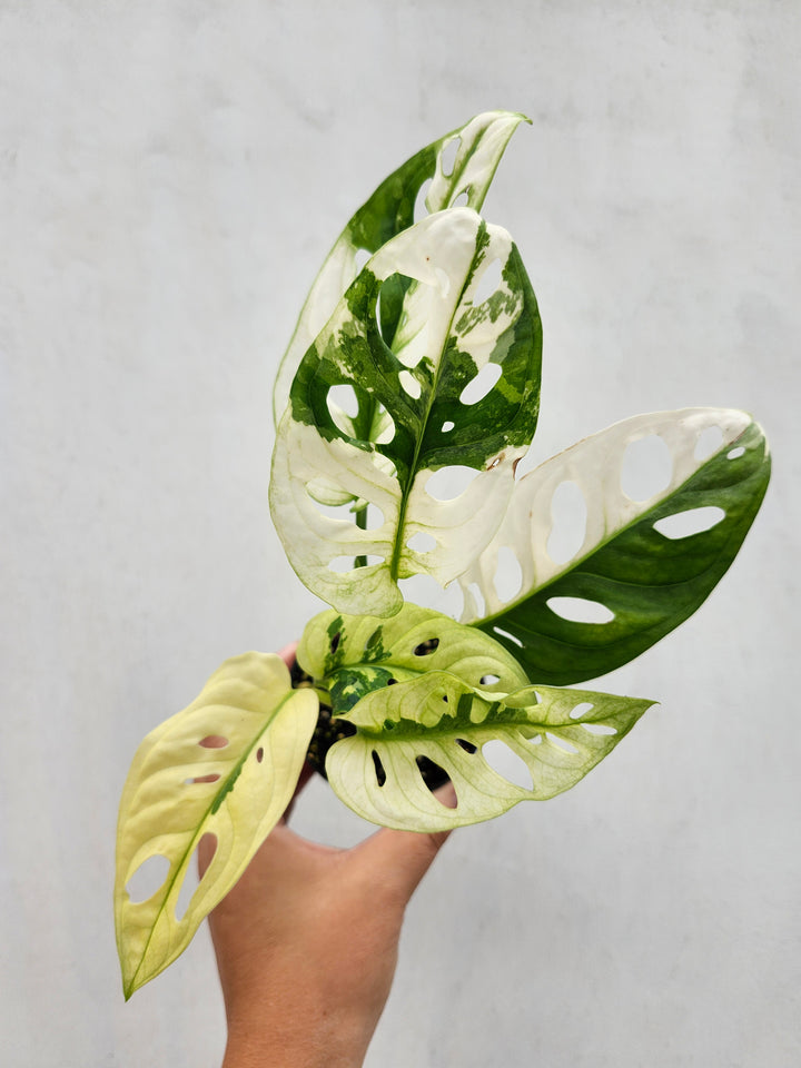 Monstera Adansonii Albo (3in)- Growers Choice