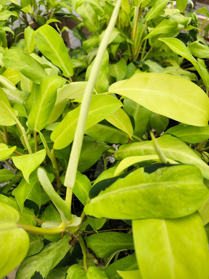 Philodendron Thai Sunrise (3in)- Growers Choice