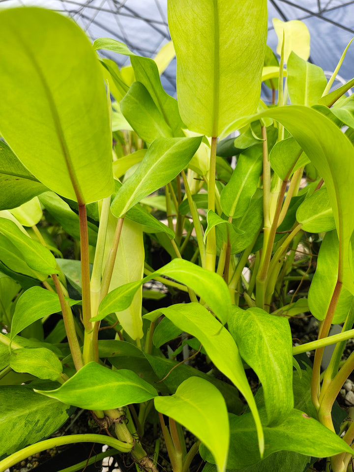 Philodendron Thai Sunrise (3in)- Growers Choice