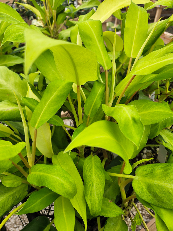 Philodendron Thai Sunrise (3in)- Growers Choice