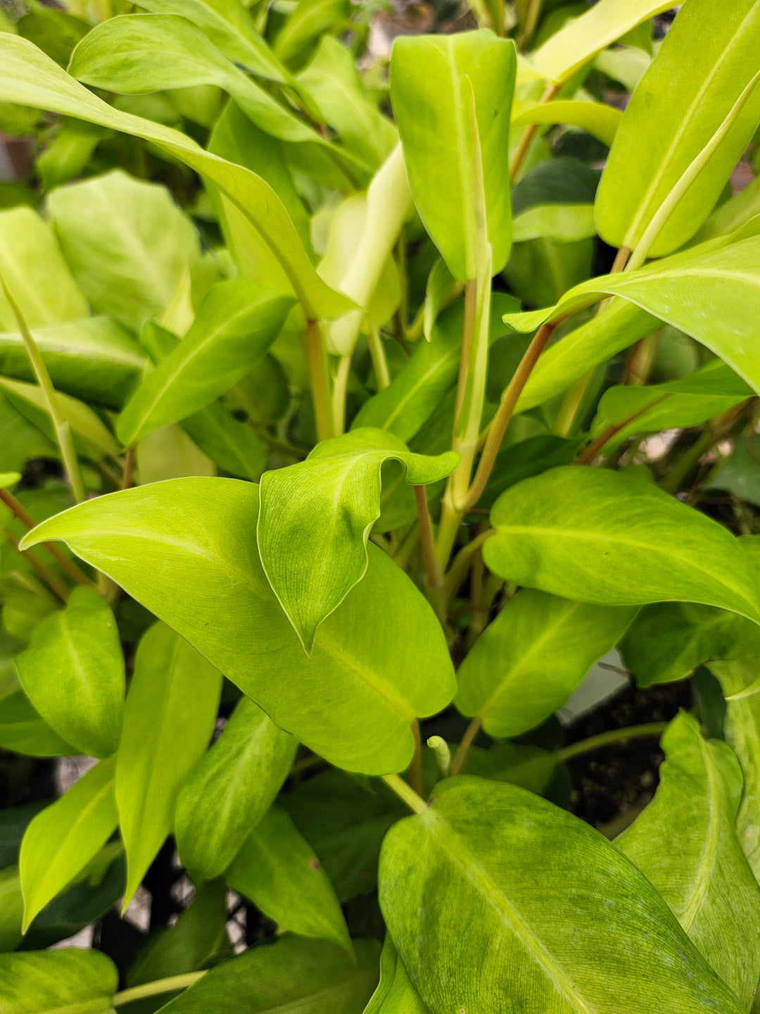 Philodendron Thai Sunrise (3in)- Growers Choice