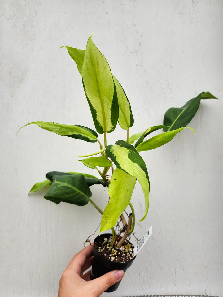 Philodendron Thai Sunrise (3in)- Growers Choice