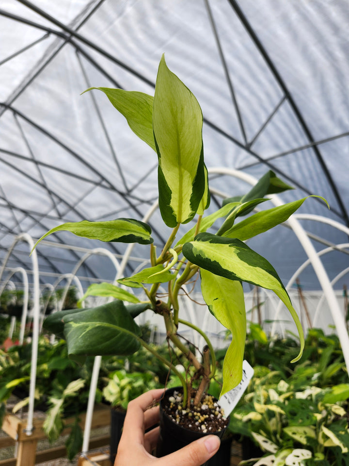 Philodendron Thai Sunrise (3in)- Growers Choice