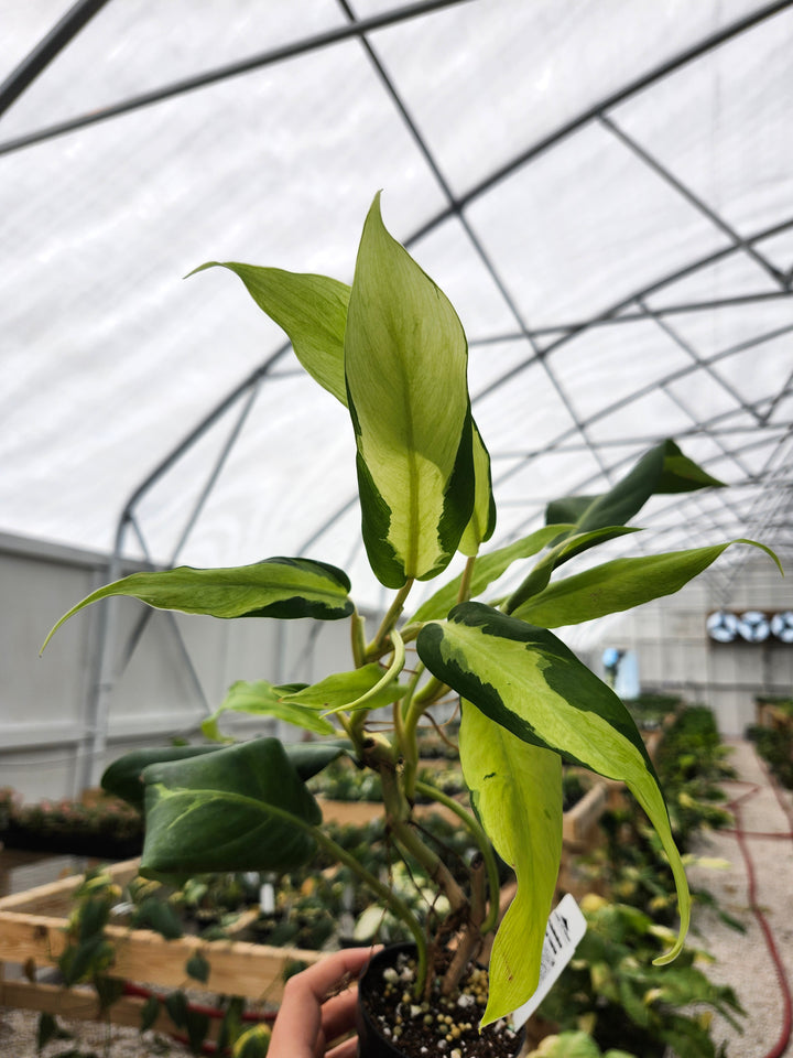 Philodendron Thai Sunrise (3in)- Growers Choice