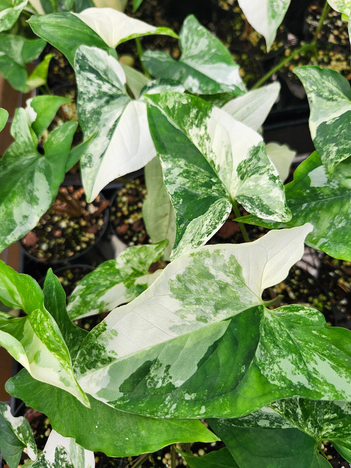 Syngonium Albo (3in)- Growers Choice