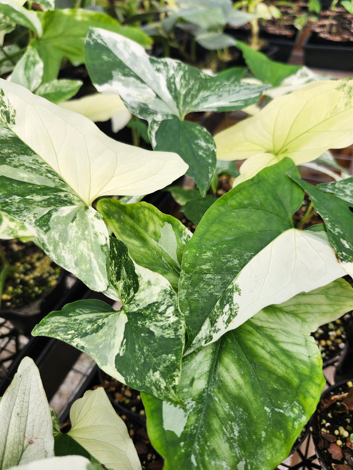 Syngonium Albo (3in)- Growers Choice