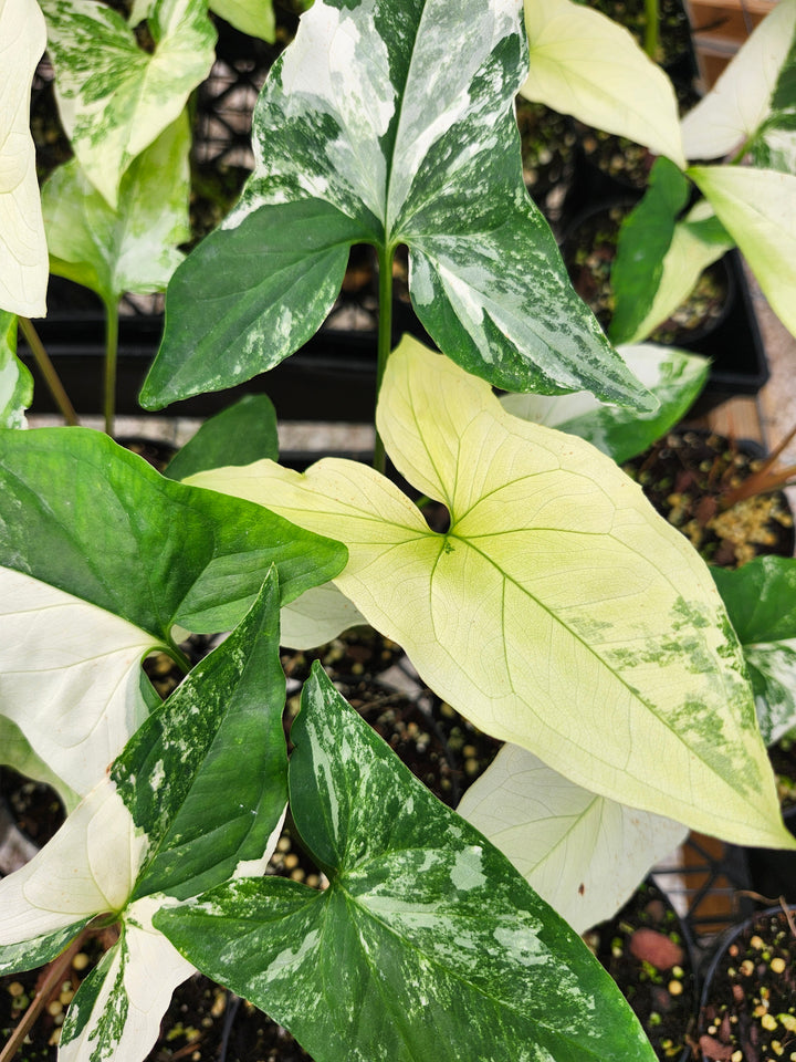 Syngonium Albo (3in)- Growers Choice