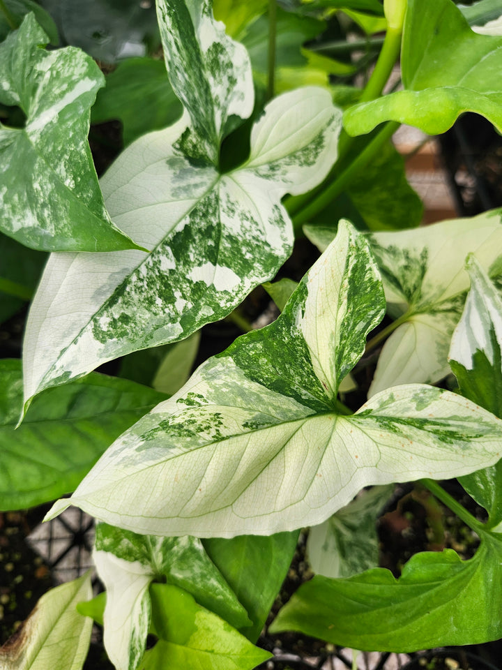 Syngonium Albo (3in)- Growers Choice