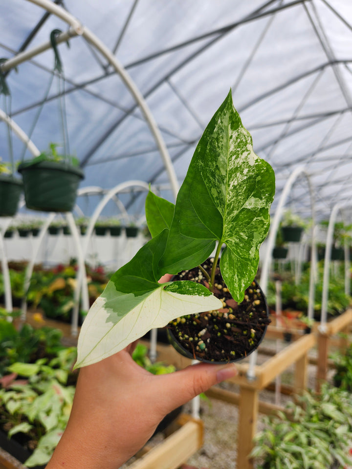 Syngonium Albo (3in)- Growers Choice