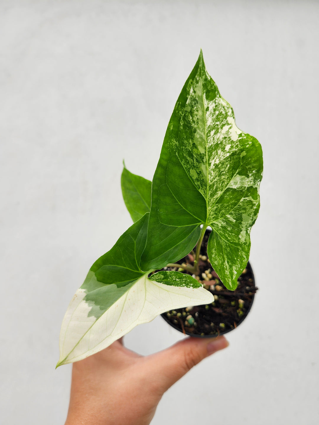 Syngonium Albo (3in)- Growers Choice