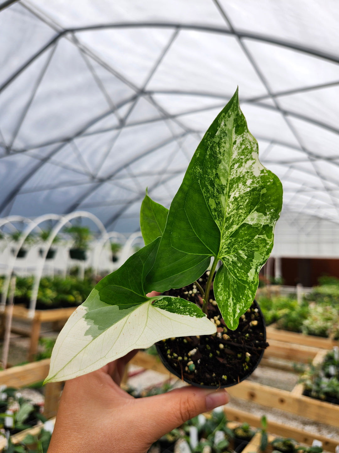 Syngonium Albo (3in)- Growers Choice