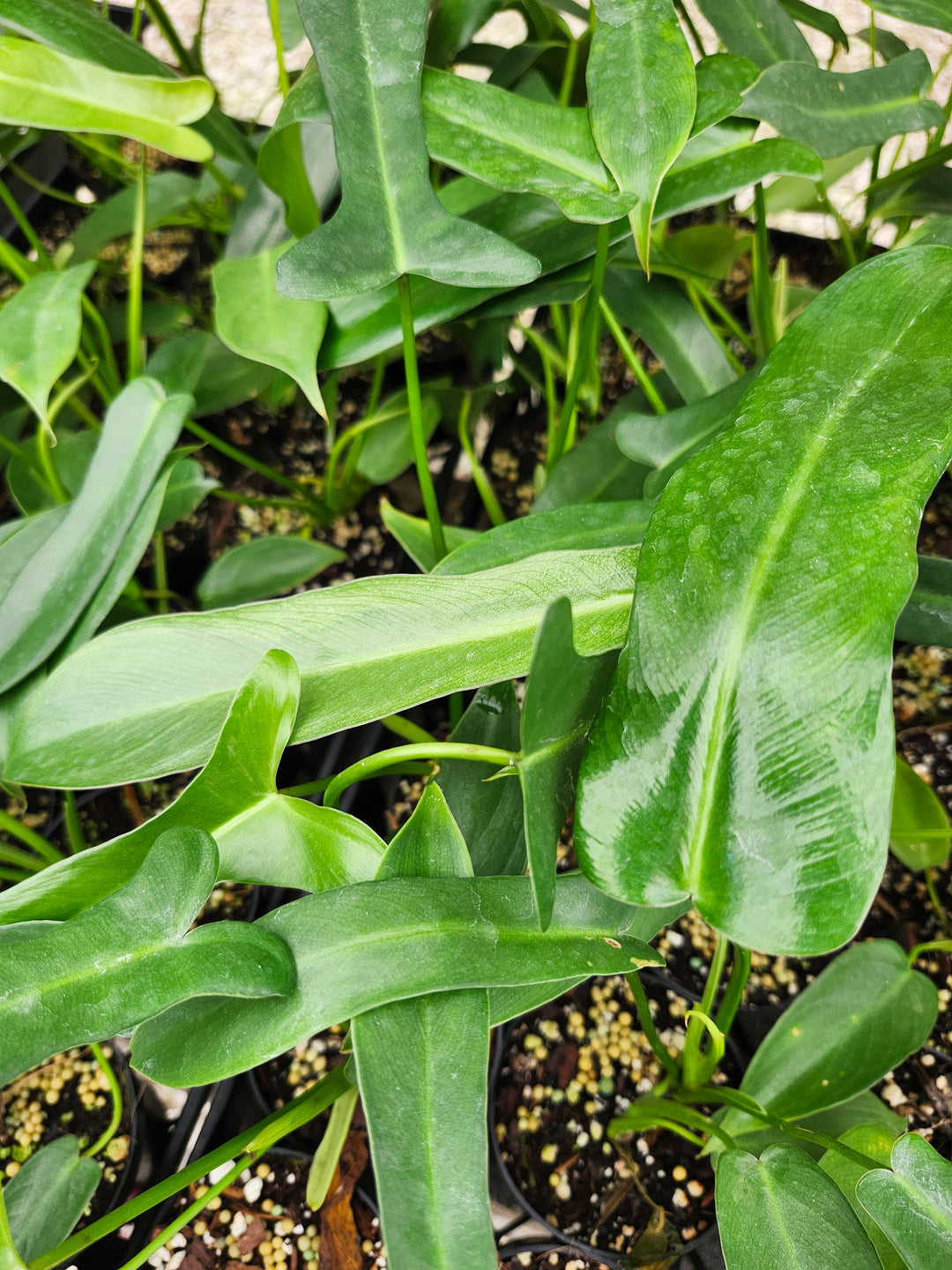 Philodendron Longilobatum (3in)- Growers Choice