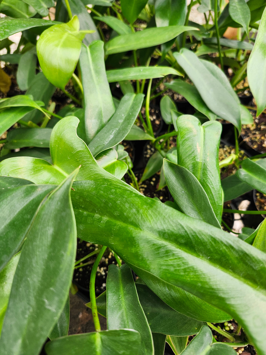 Philodendron Longilobatum (3in)- Growers Choice