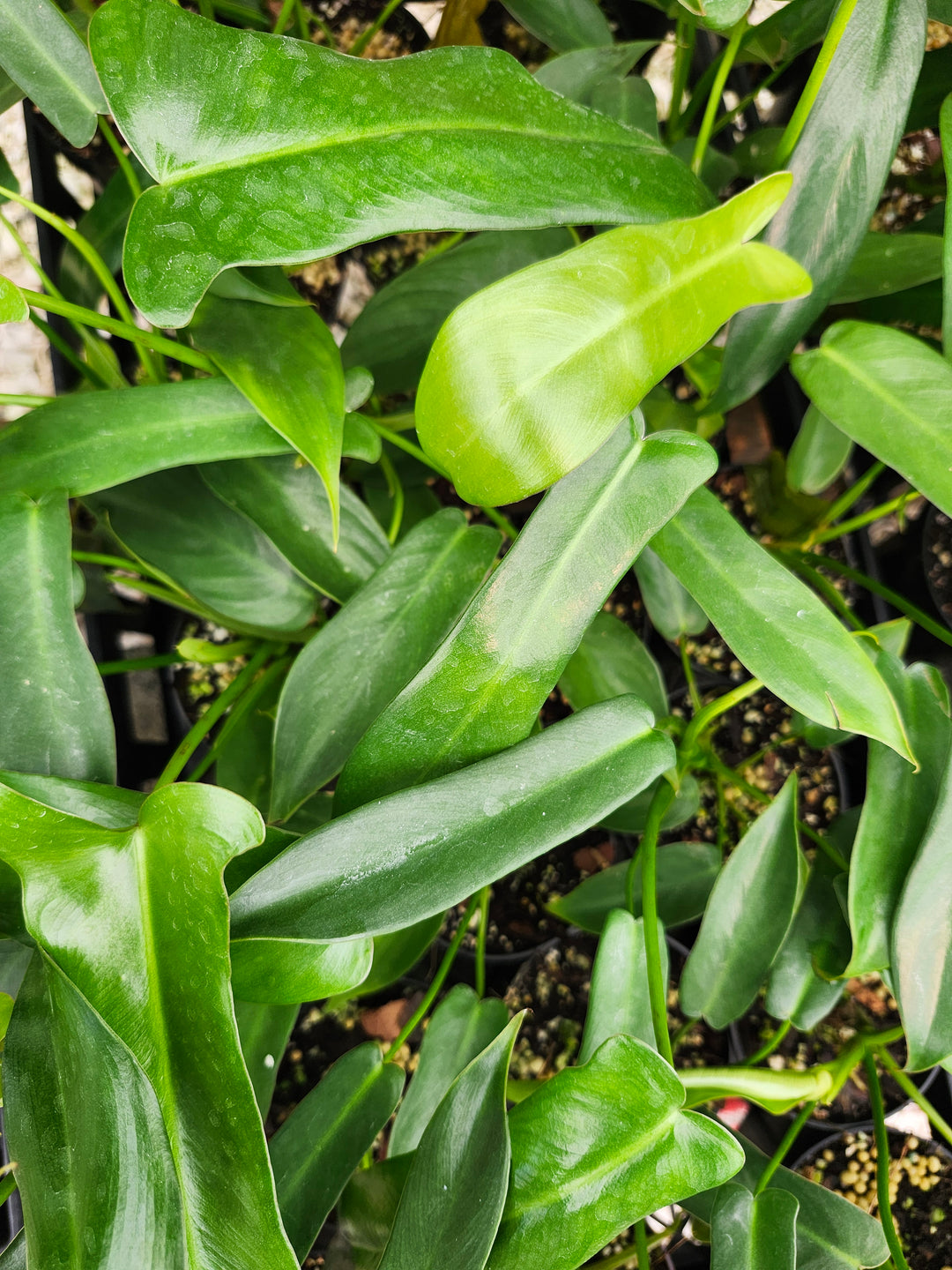 Philodendron Longilobatum (3in)- Growers Choice