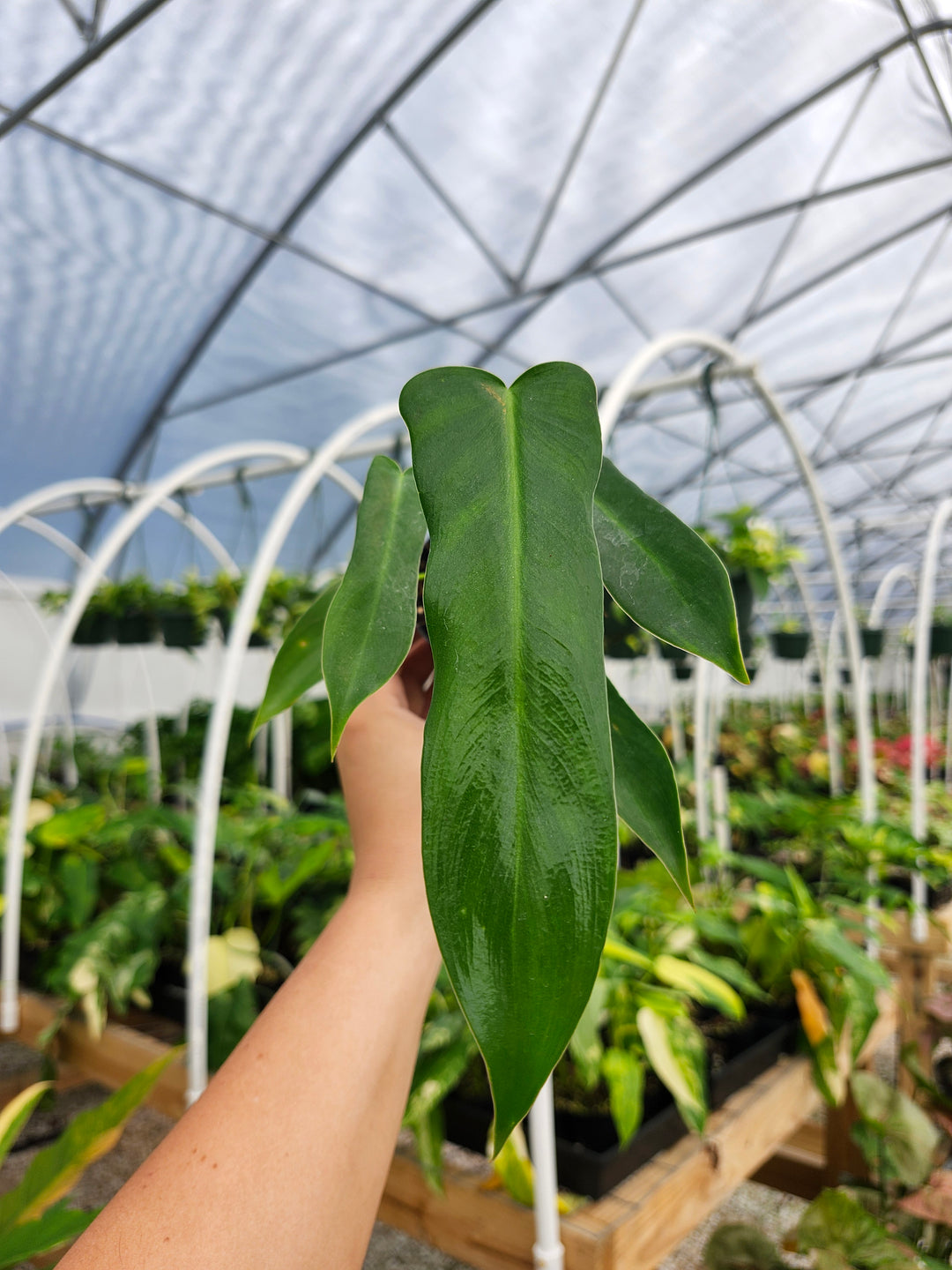 Philodendron Longilobatum (3in)- Growers Choice