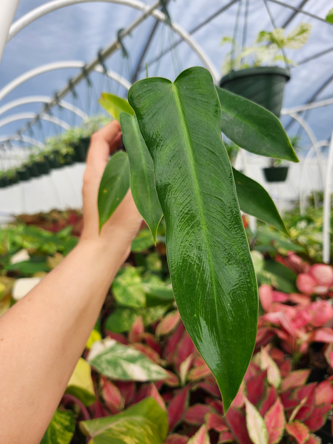 Philodendron Longilobatum (3in)- Growers Choice