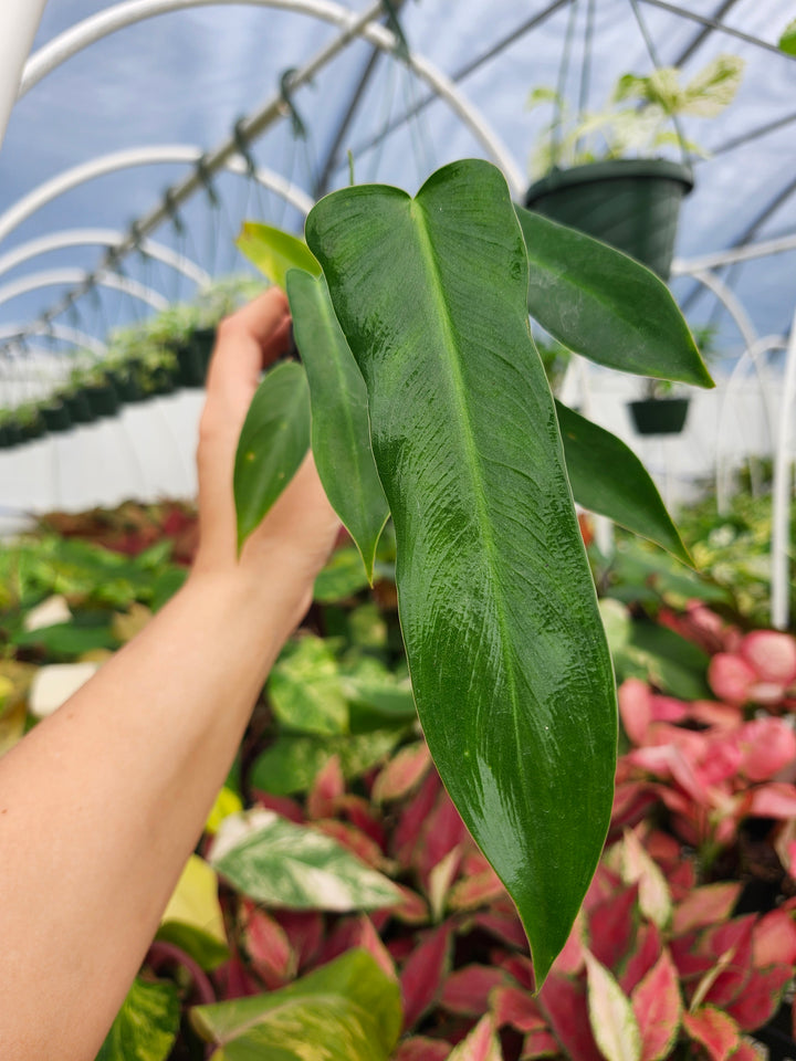 Philodendron Longilobatum (3in)- Growers Choice