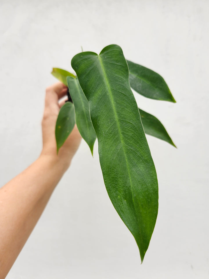 Philodendron Longilobatum (3in)- Growers Choice