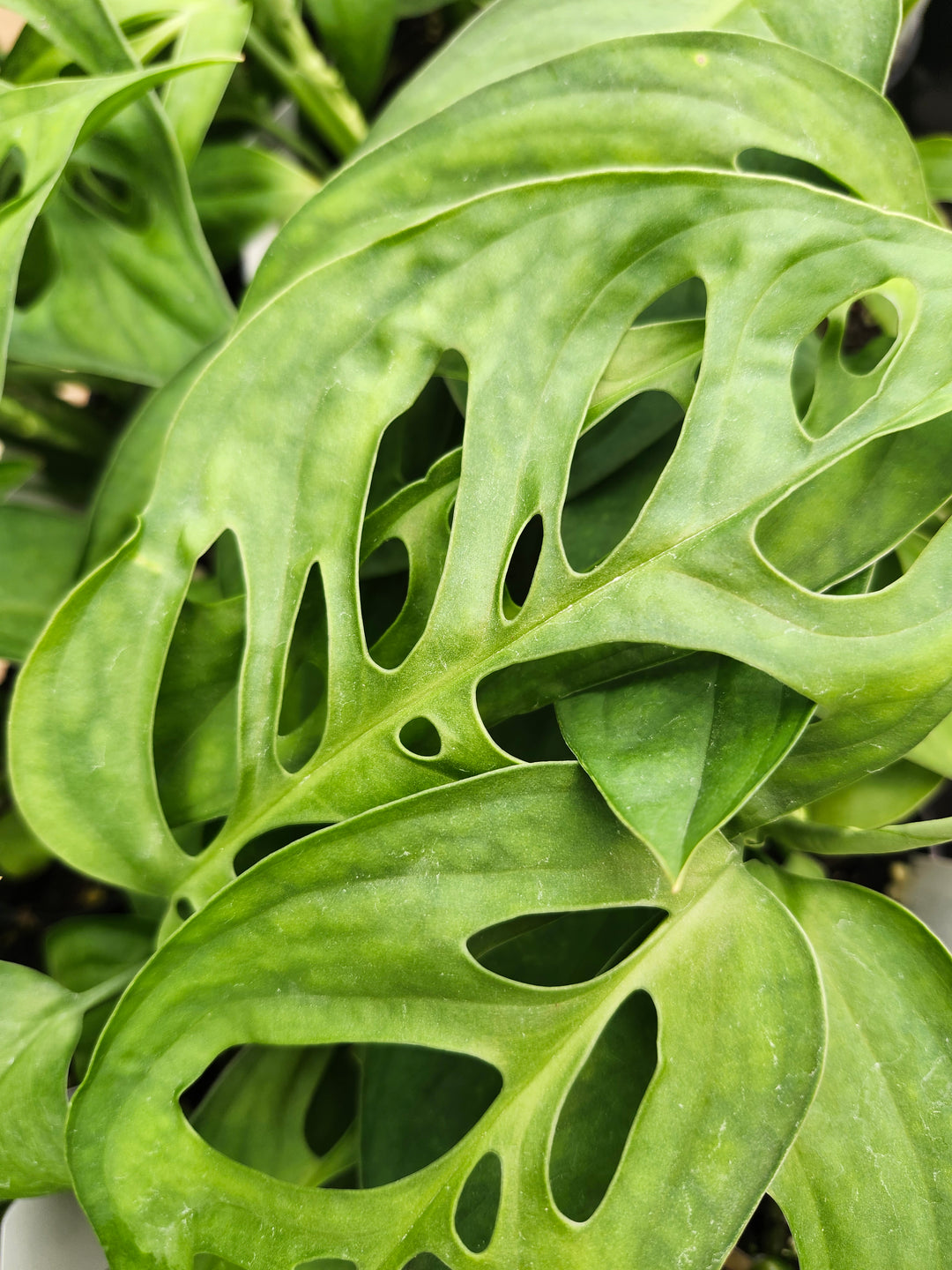 Monstera Obilqua Napo (3in)- Growers Choice