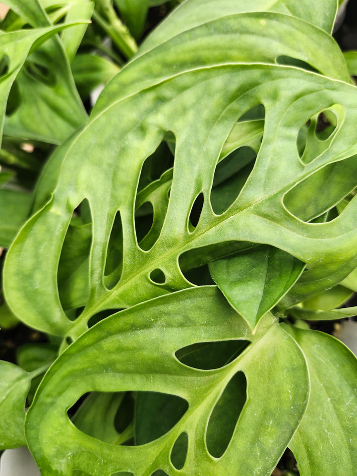 Monstera Obilqua Napo (3in)- Growers Choice
