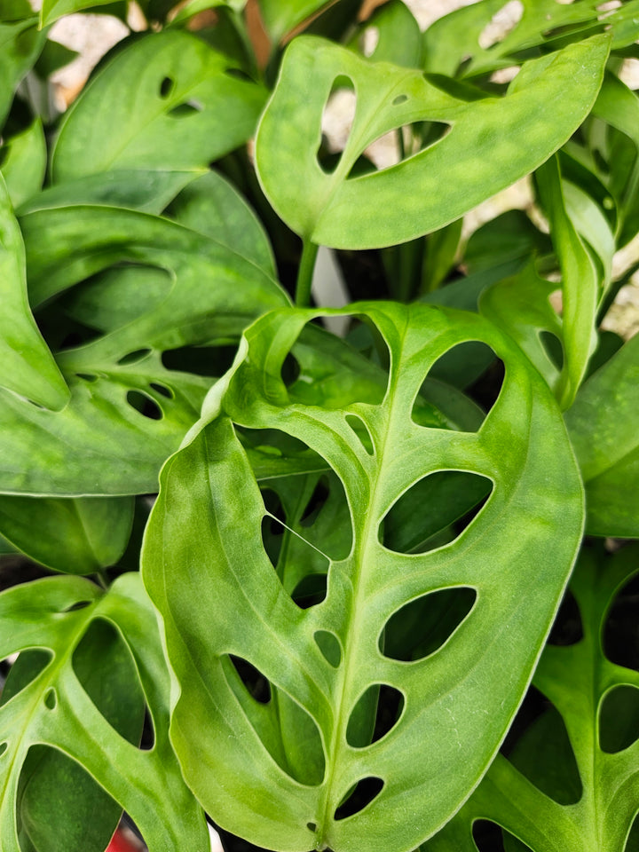Monstera Obilqua Napo (3in)- Growers Choice
