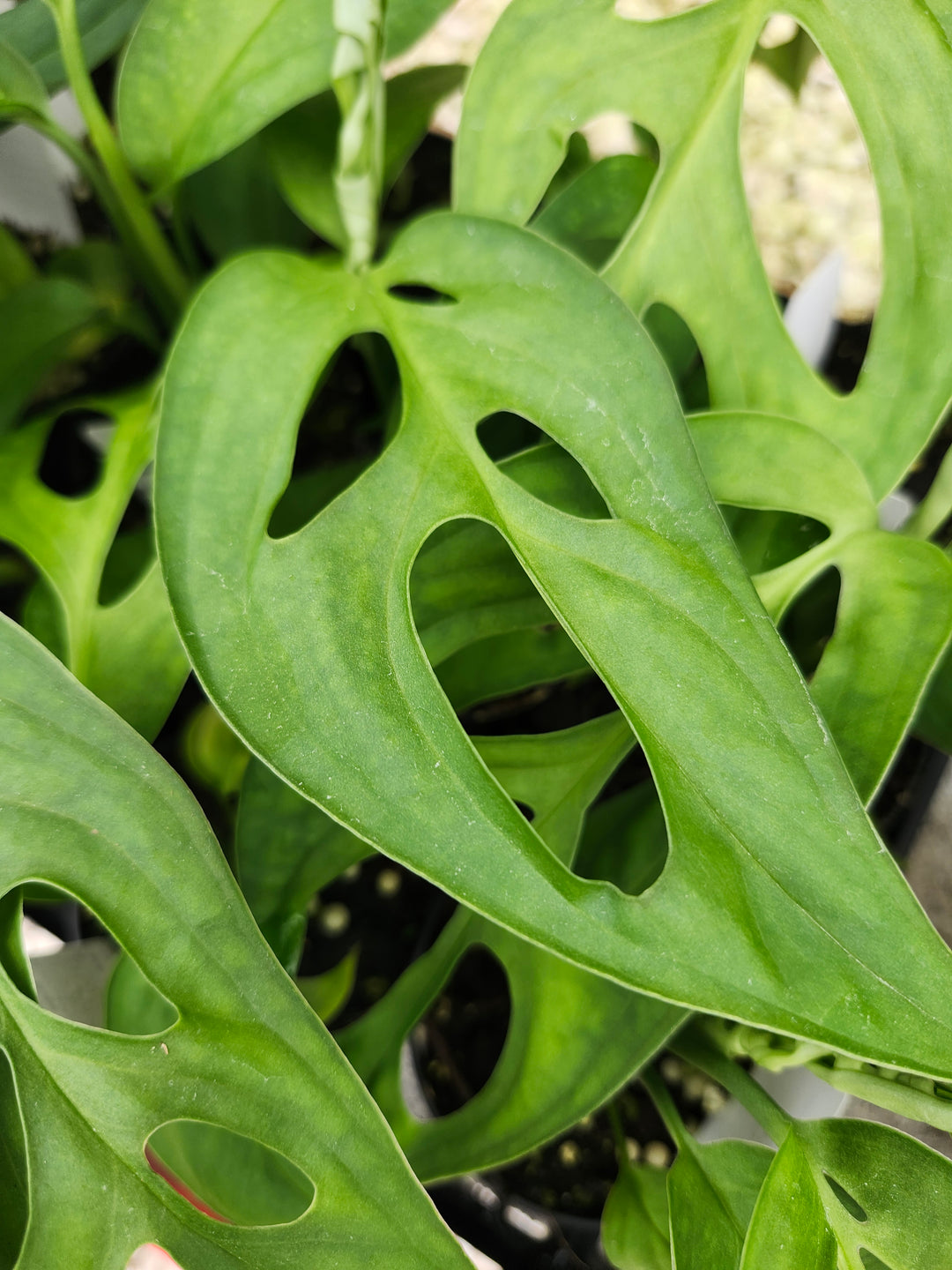 Monstera Obilqua Napo (3in)- Growers Choice