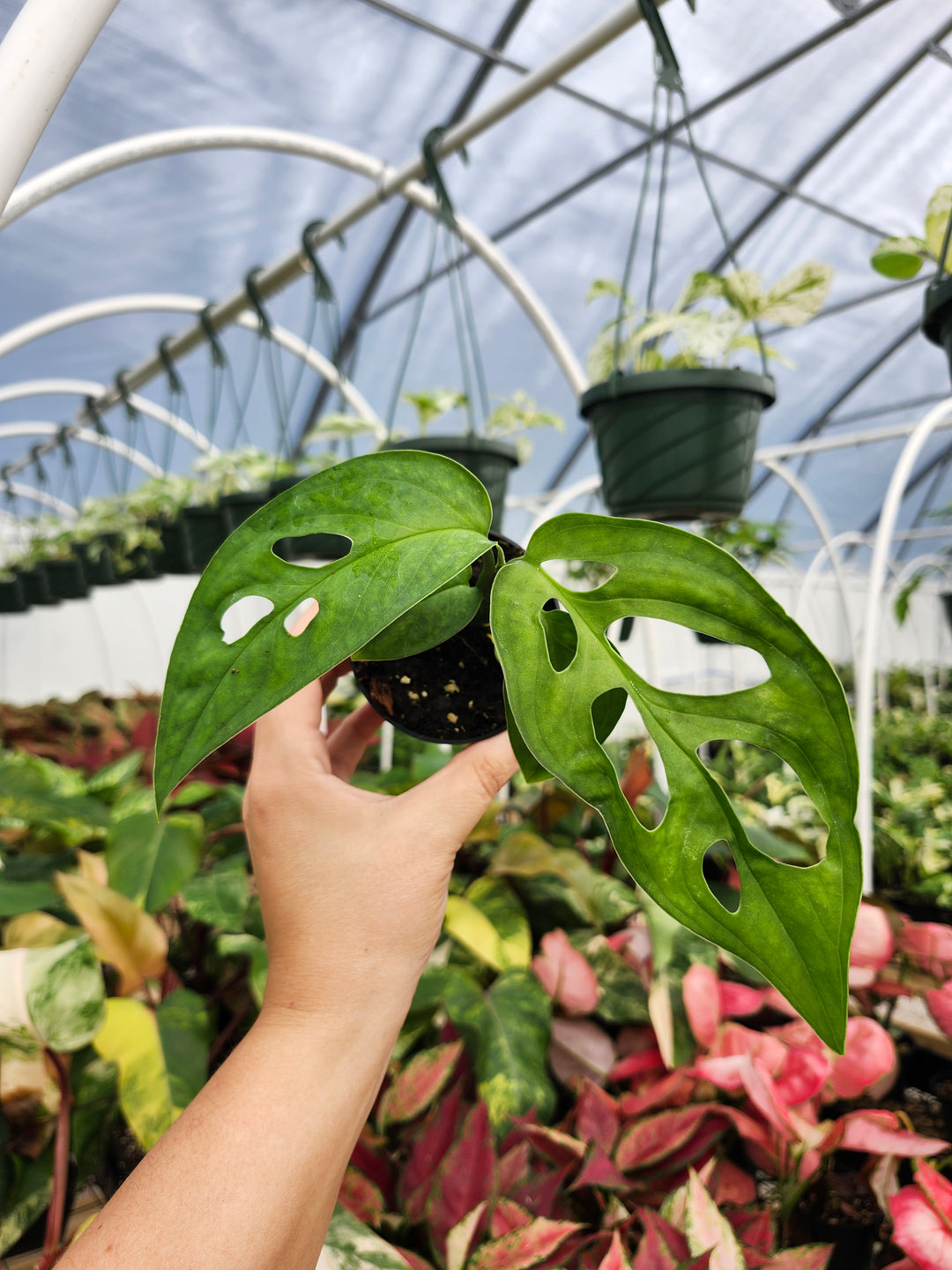 Monstera Obilqua Napo (3in)- Growers Choice