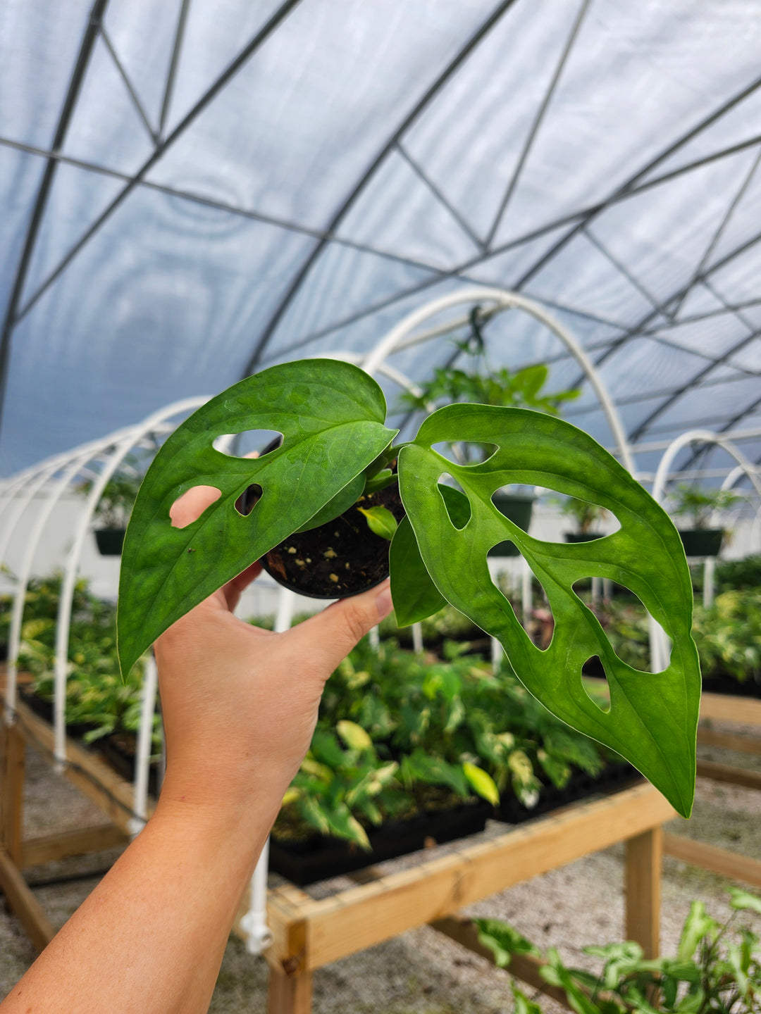 Monstera Obilqua Napo (3in)- Growers Choice