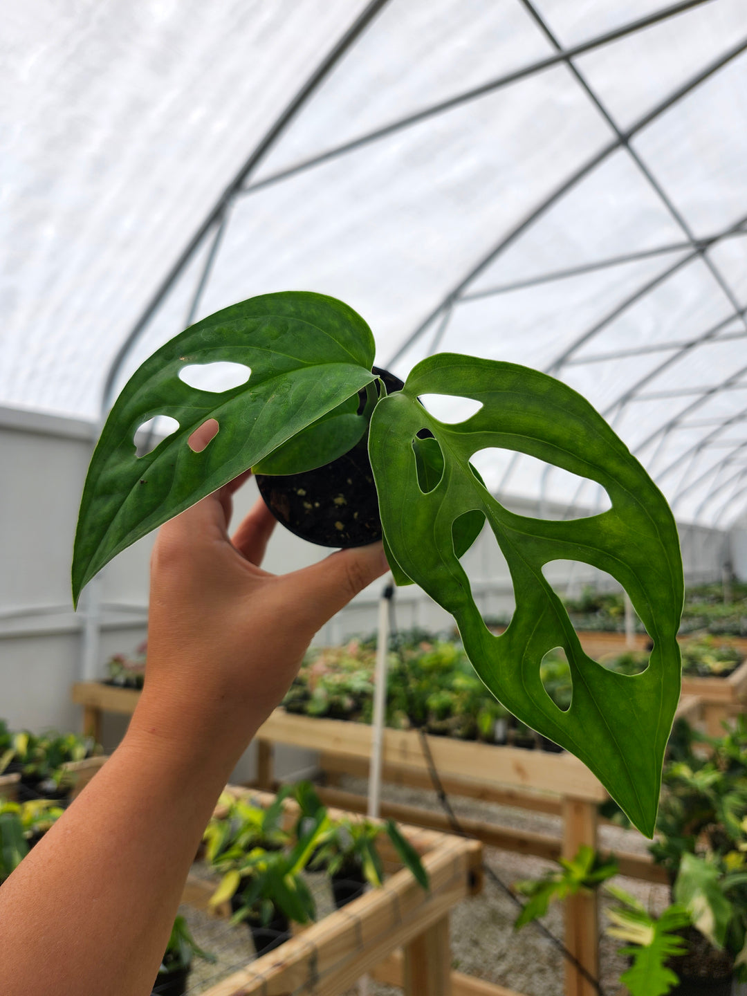 Monstera Obilqua Napo (3in)- Growers Choice