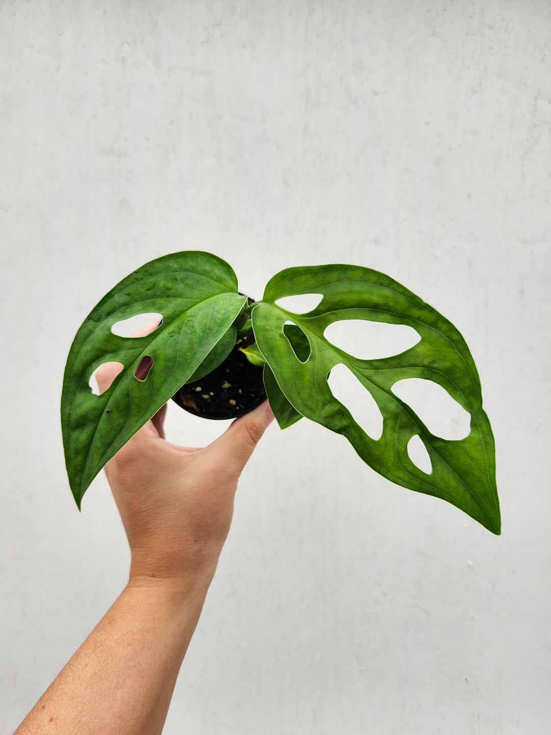 Monstera Obilqua Napo (3in)- Growers Choice