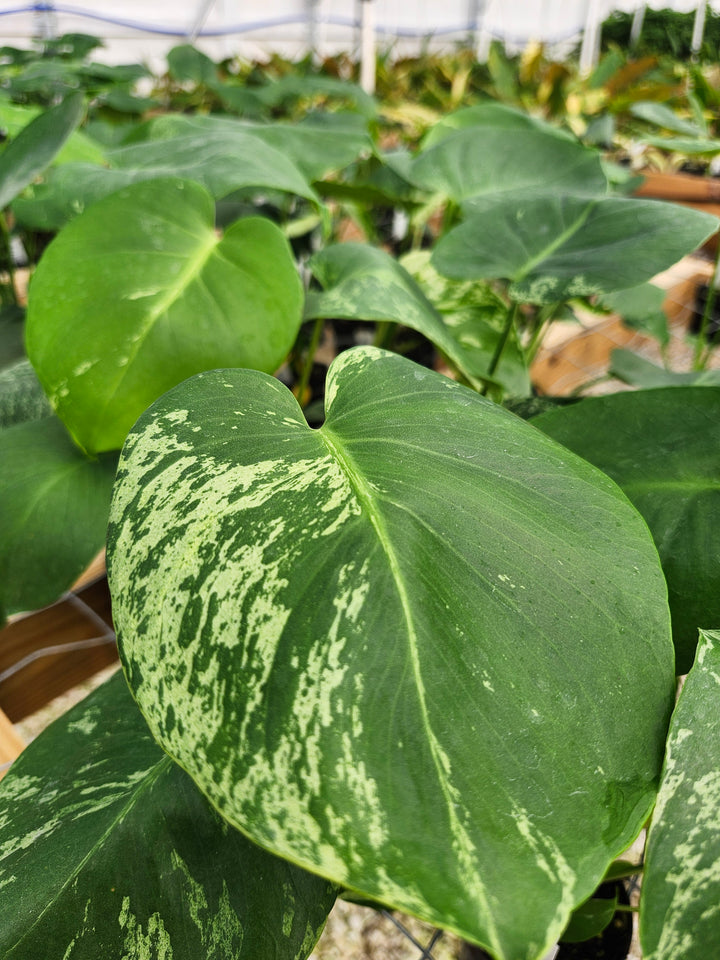 Monstera Bulbasaur (3in)- Growers Choice