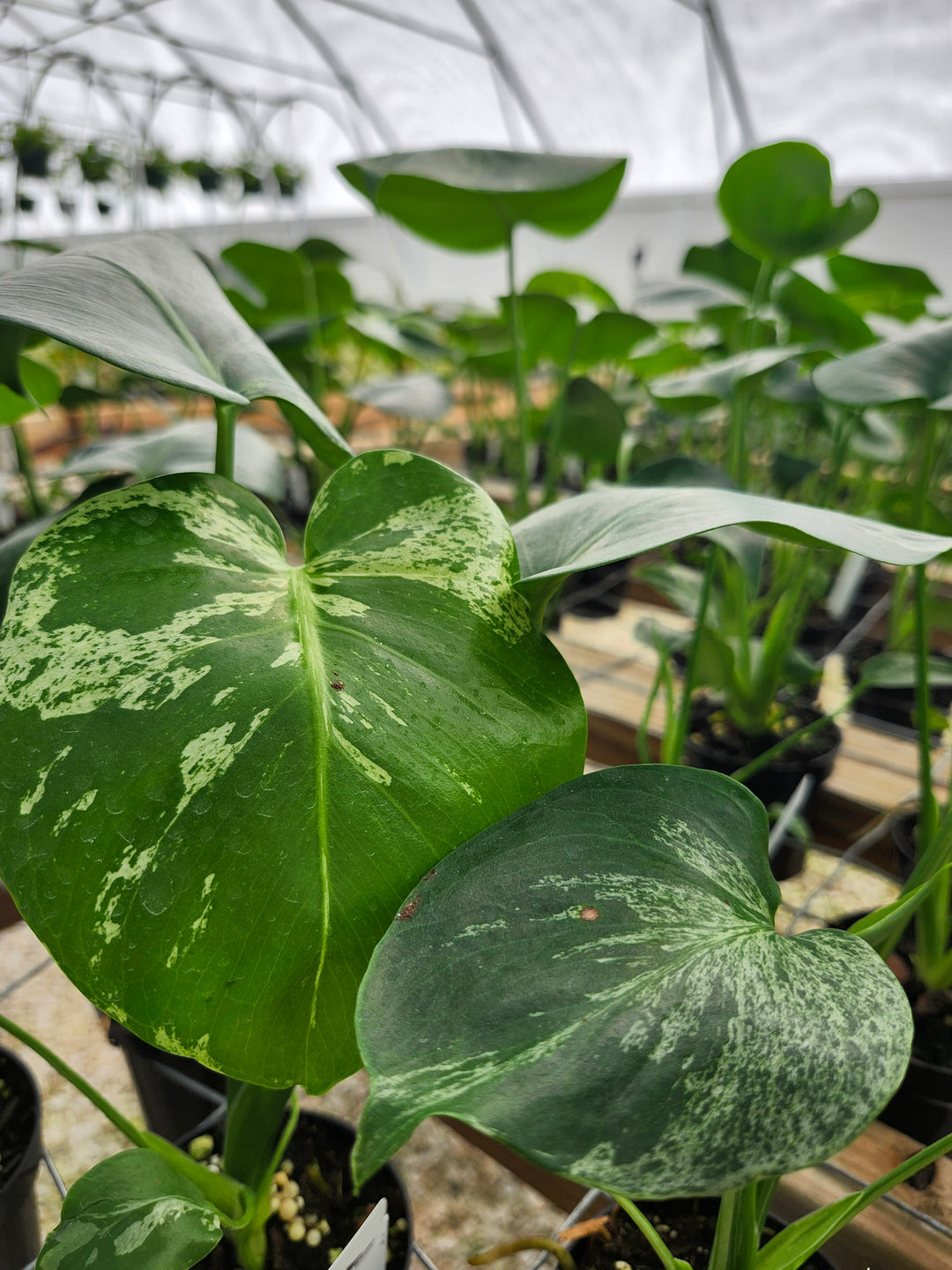 Monstera Bulbasaur (3in)- Growers Choice