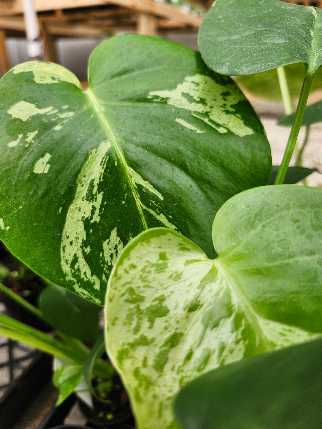 Monstera Bulbasaur (3in)- Growers Choice