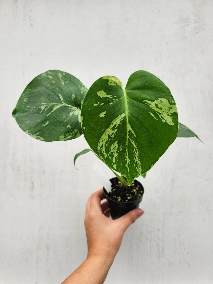 Monstera Bulbasaur (3in)- Growers Choice