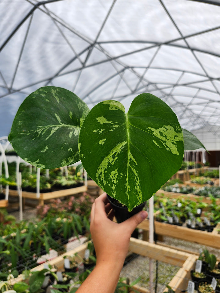 Monstera Bulbasaur (3in)- Growers Choice