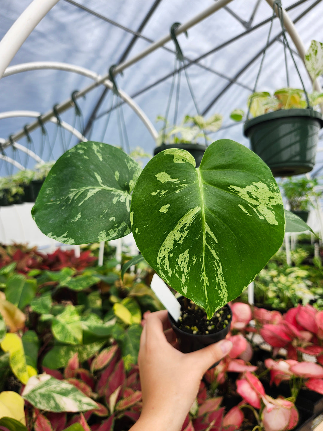 Monstera Bulbasaur (3in)- Growers Choice