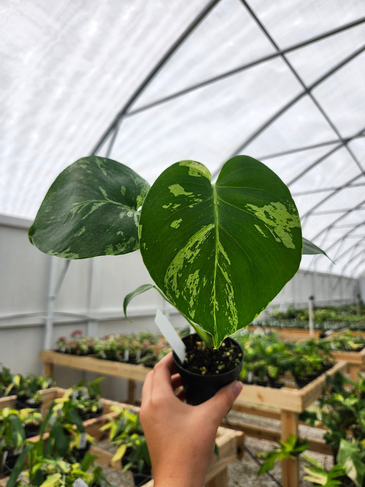Monstera Bulbasaur (3in)- Growers Choice