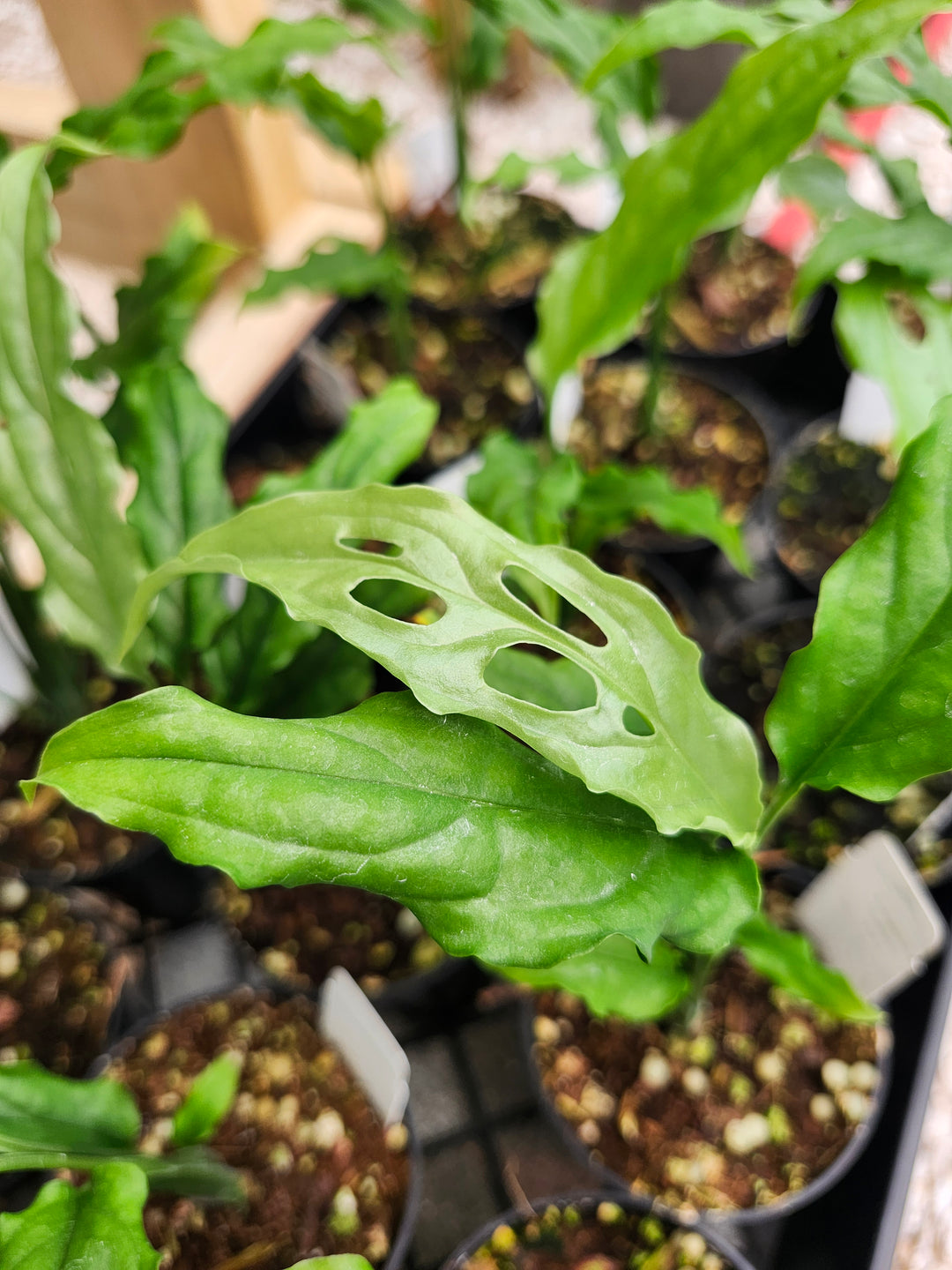 Monstera Obilqua Peru (3in)- Growers Choice