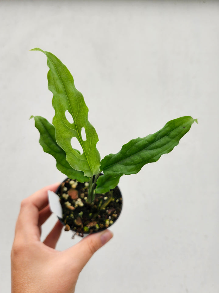 Monstera Obilqua Peru (3in)- Growers Choice